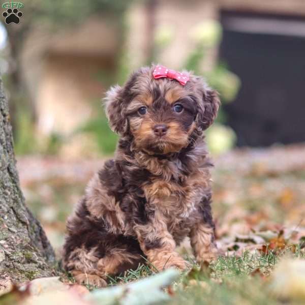 Lily, Cockapoo Puppy